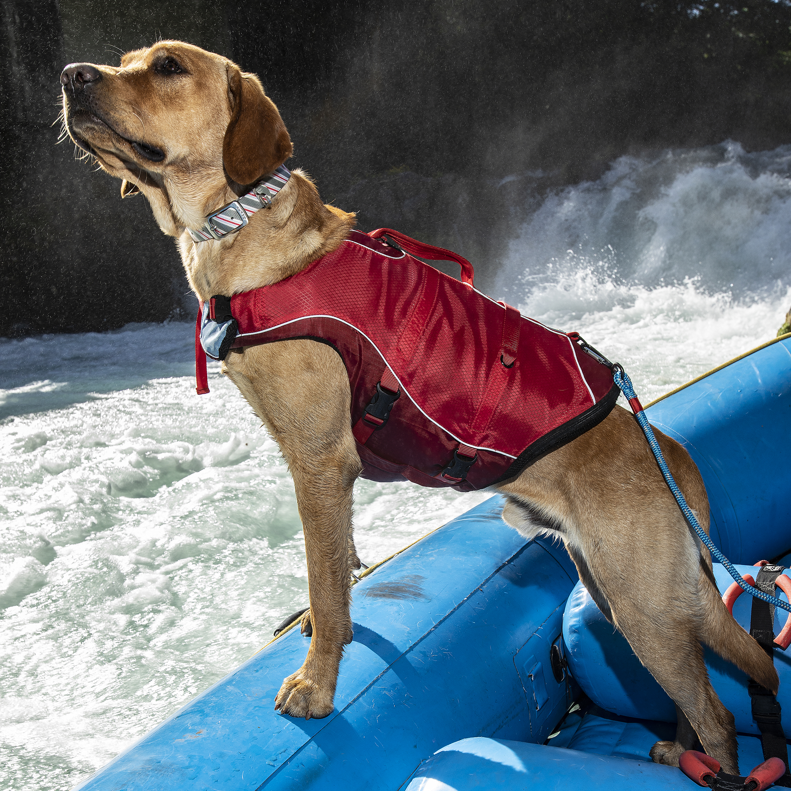 Dog Life Jacket