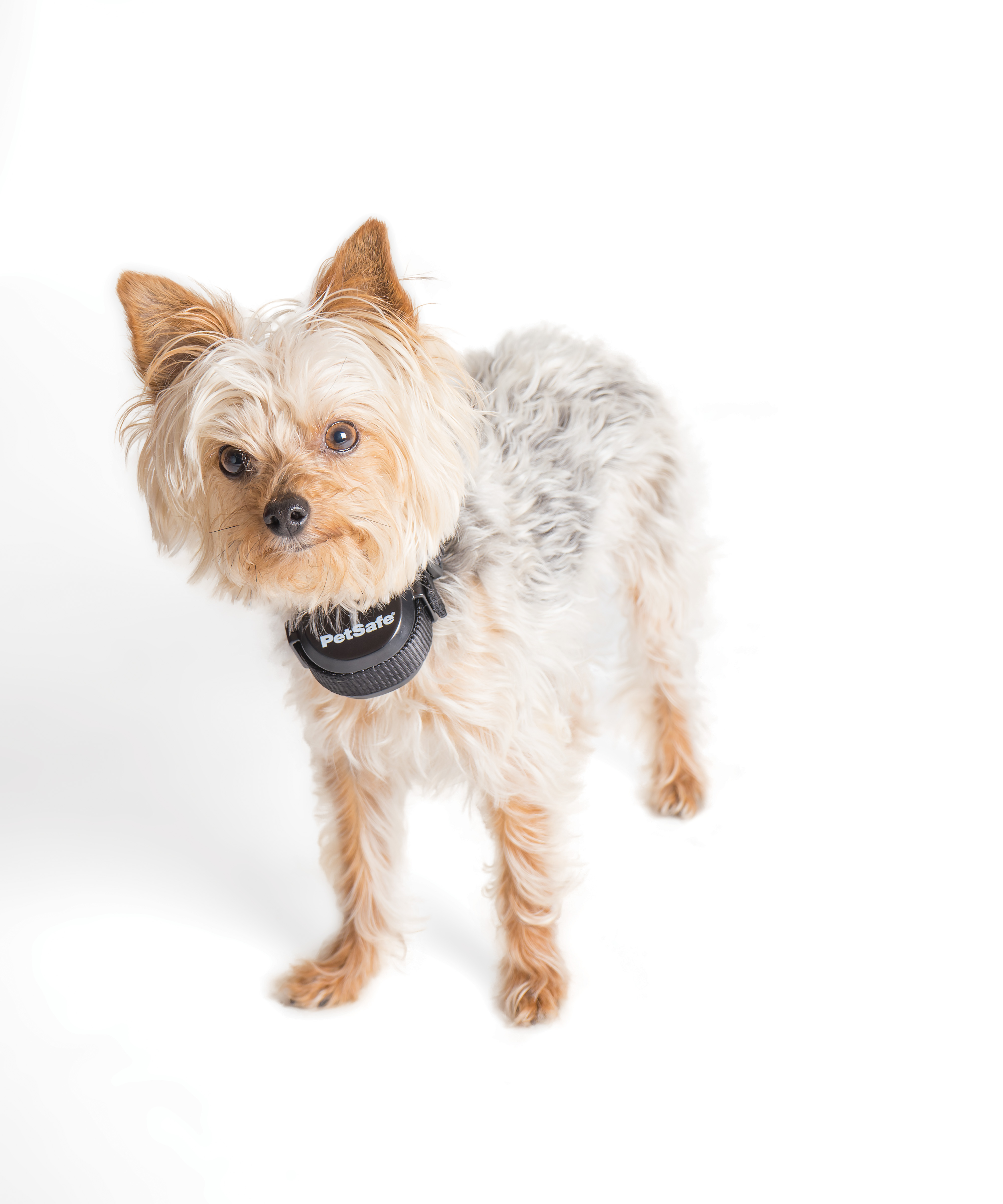 Wireless Boundry Fence Rechargeable Receiver Collar