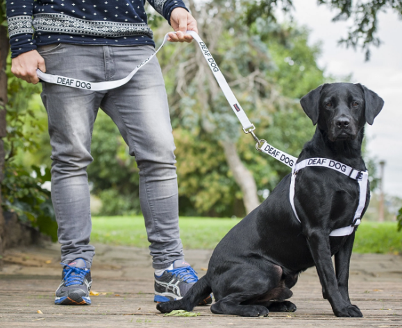Deaf dog lead