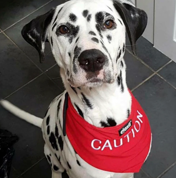 Caution dog bandana