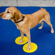 FitPAWS® Targets (4)