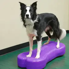DAMAGED BOX FitPaws Caninegym® K9FITbone Balance Training Platform – Giant