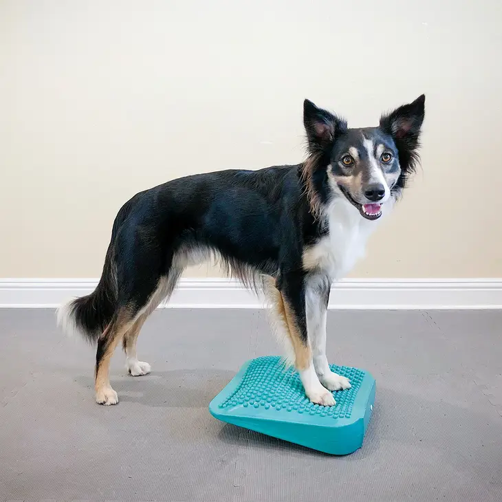 FitPAWS® Ramp